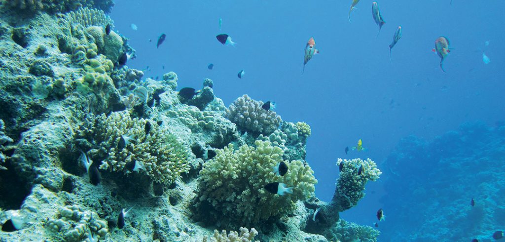 poissons
